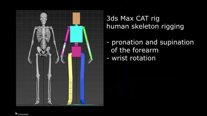 3ds Max CAT rig Forearm Human skeleton rigging